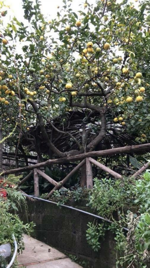 Rosy Monolocale Nel Centro Storico Di Torre Annunziata Di Fronte Scavi Oplonti Apartment Bagian luar foto